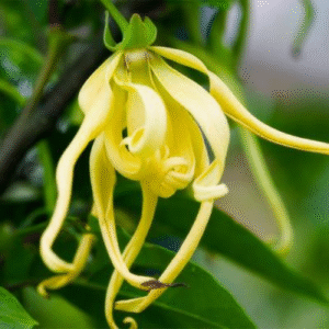 ylang-ylang